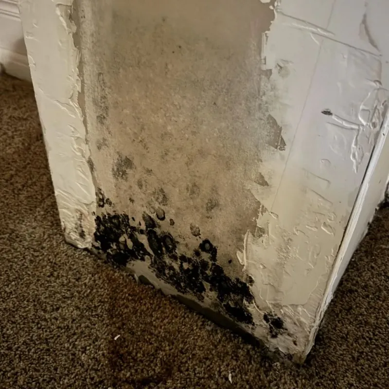 Professional Mold Removal in Athens, TN